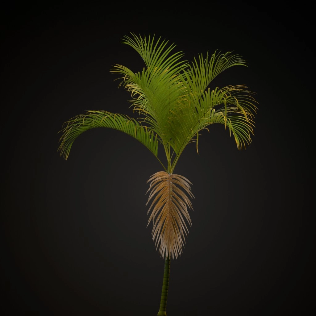 Areca Palm