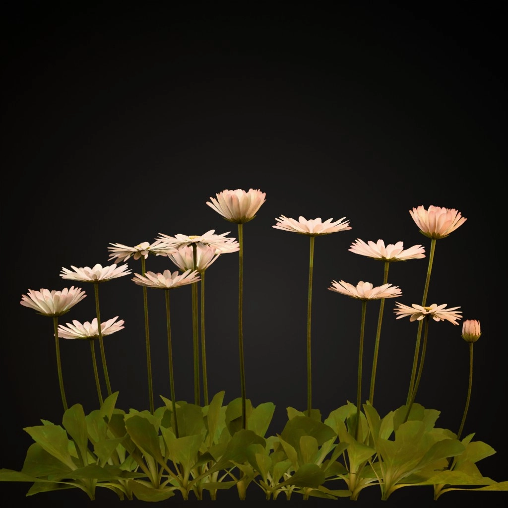 Common Daisy