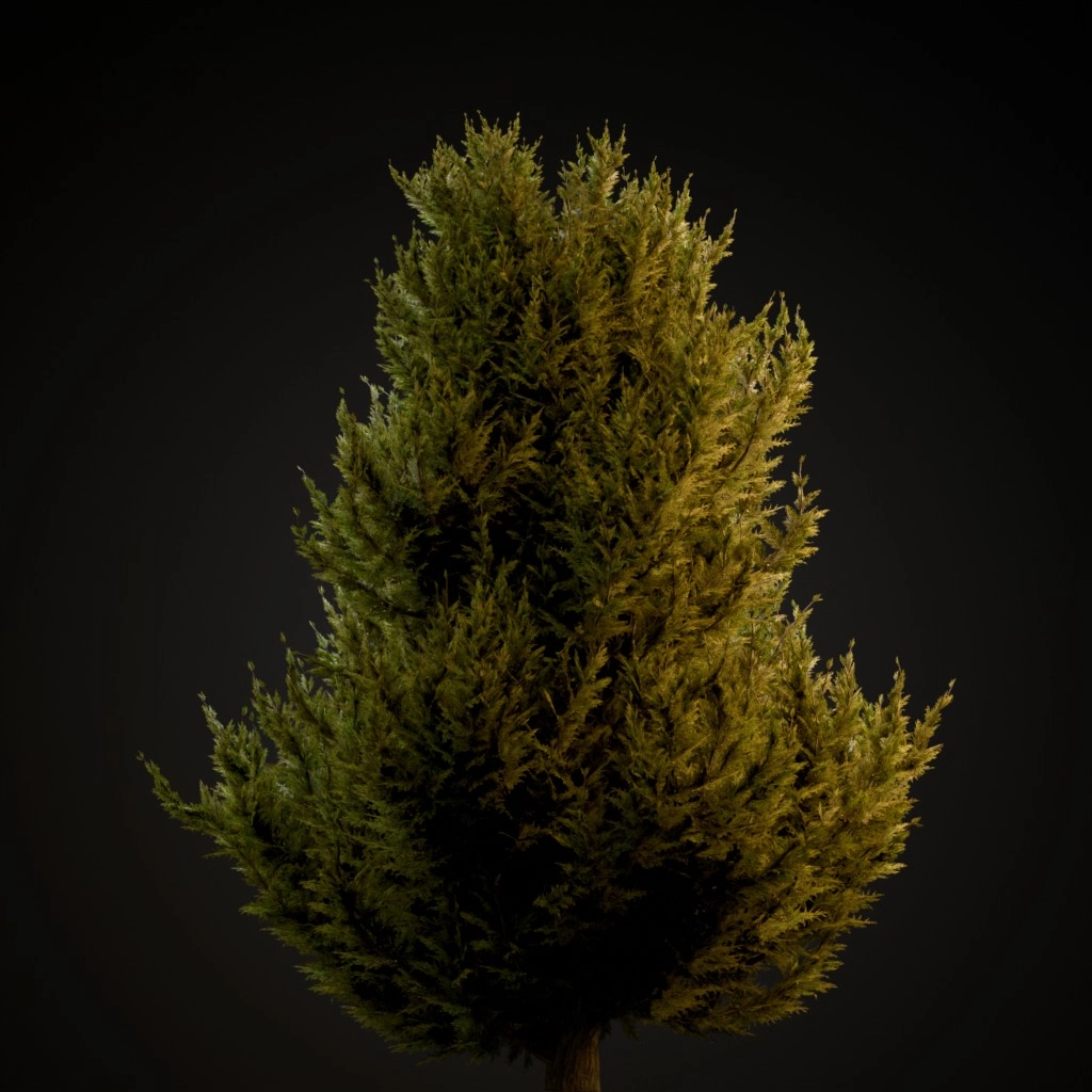 Hollywood Juniper