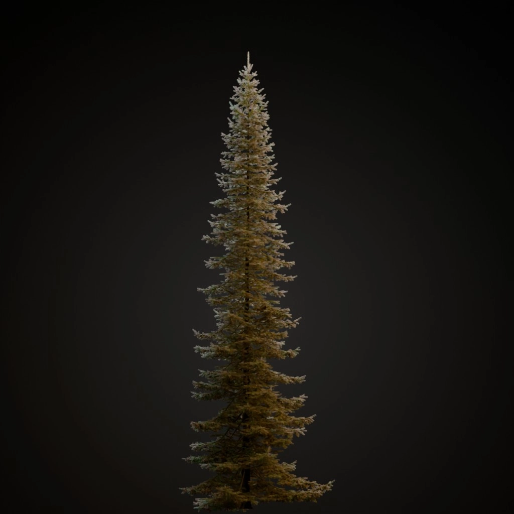 Blue Spruce V2
