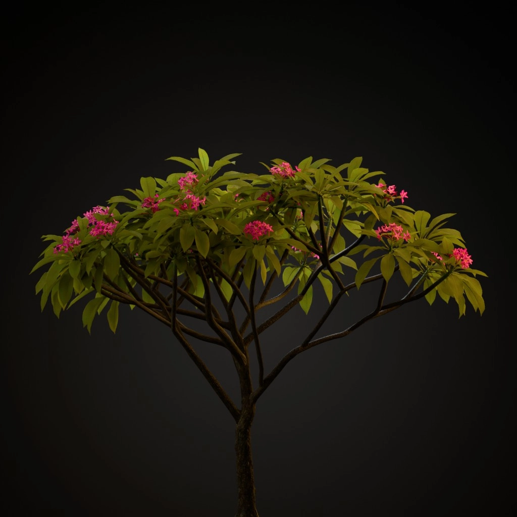 Pink Frangipani