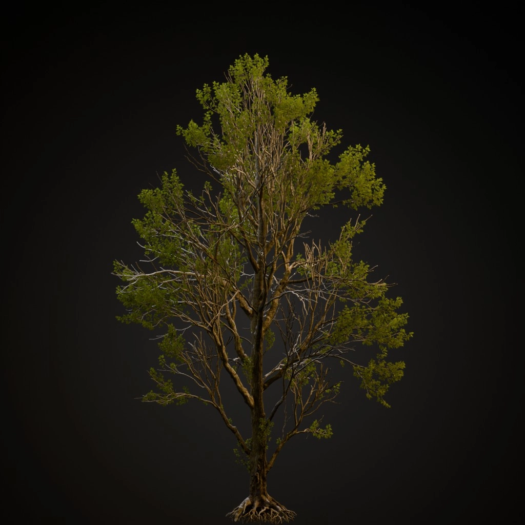 Black Poplar