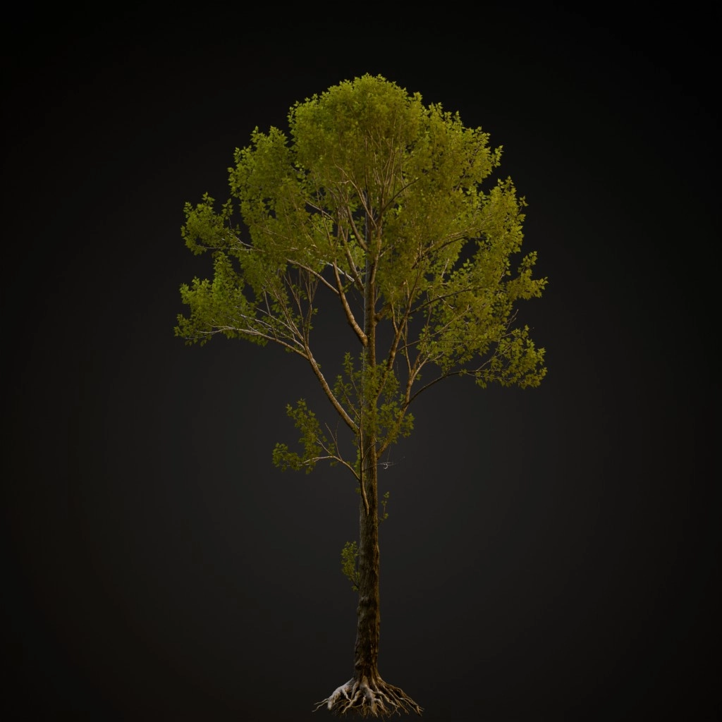 Black Poplar