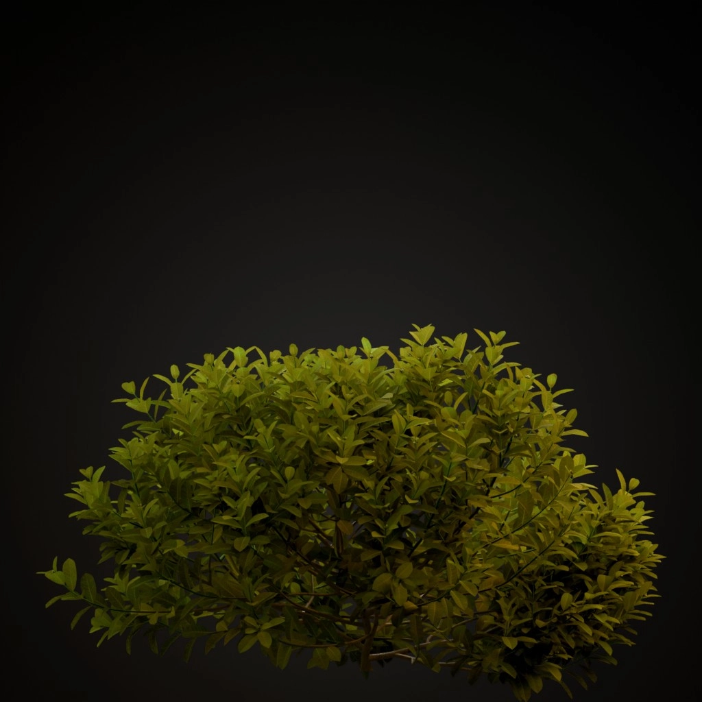 Chinese Ixora