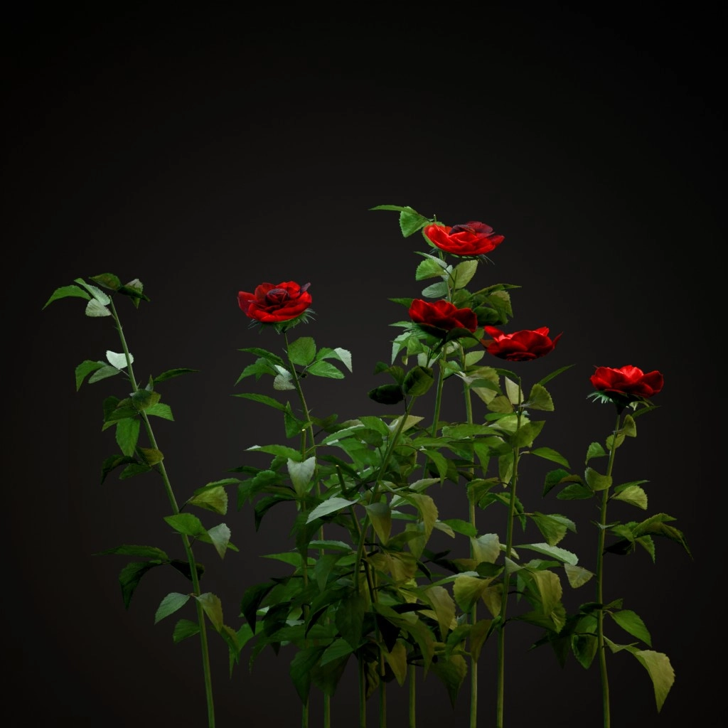 Red Rose