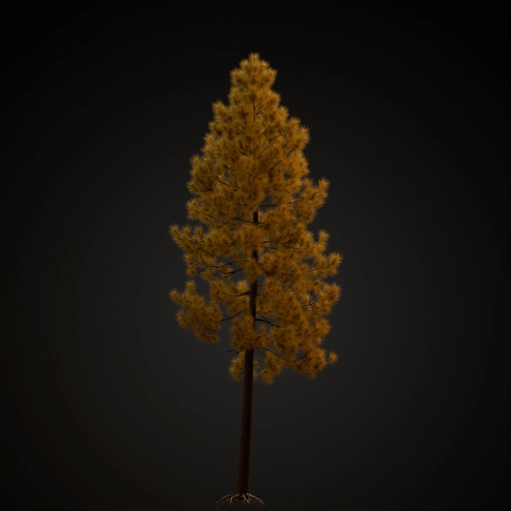 Ponderosa Pine