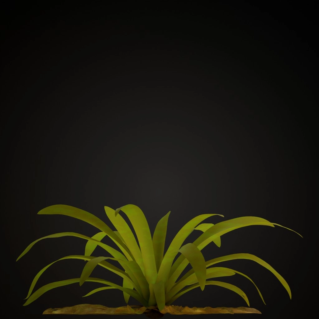 Red Guzmania