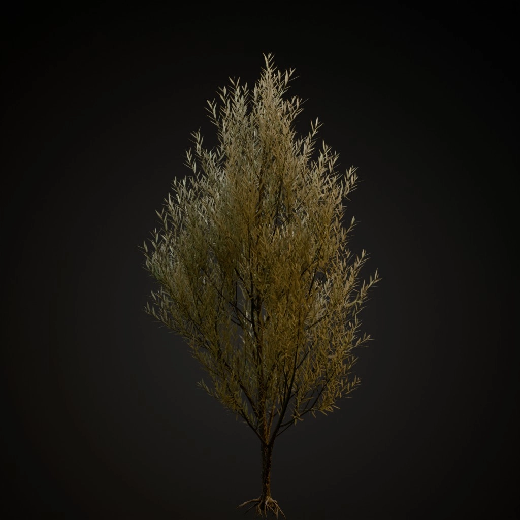 White Willow