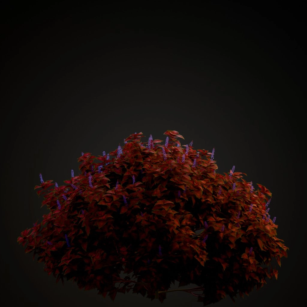 Wizard Velvet Red Coleus