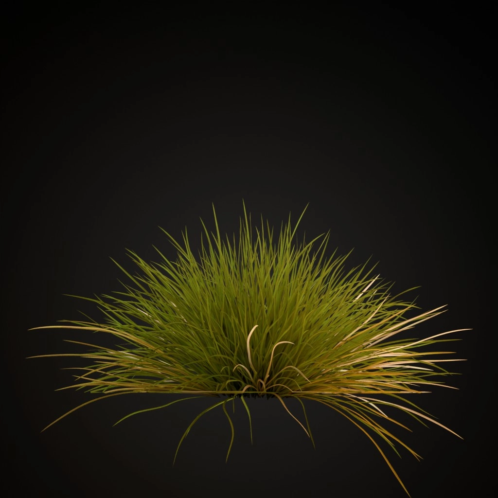 Spiky Fescue