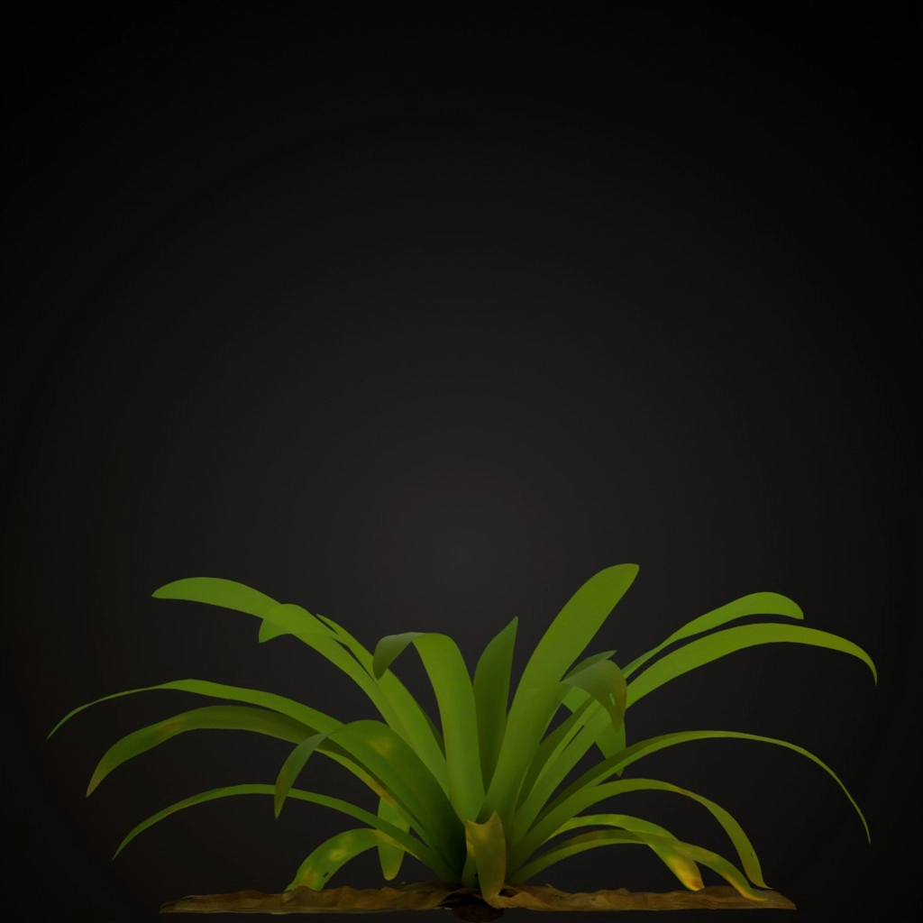Pink Guzmania