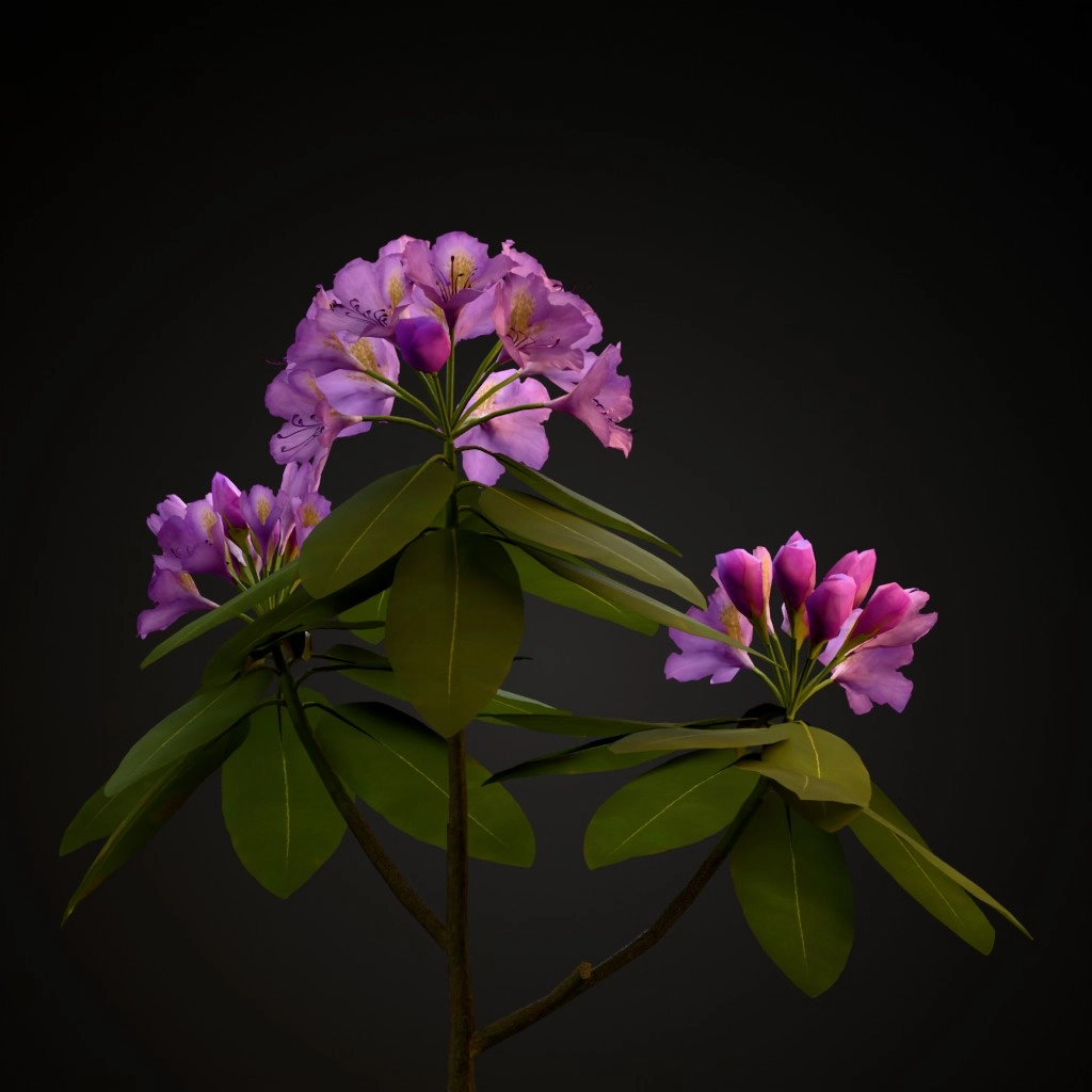 Everestianum Rhododendron