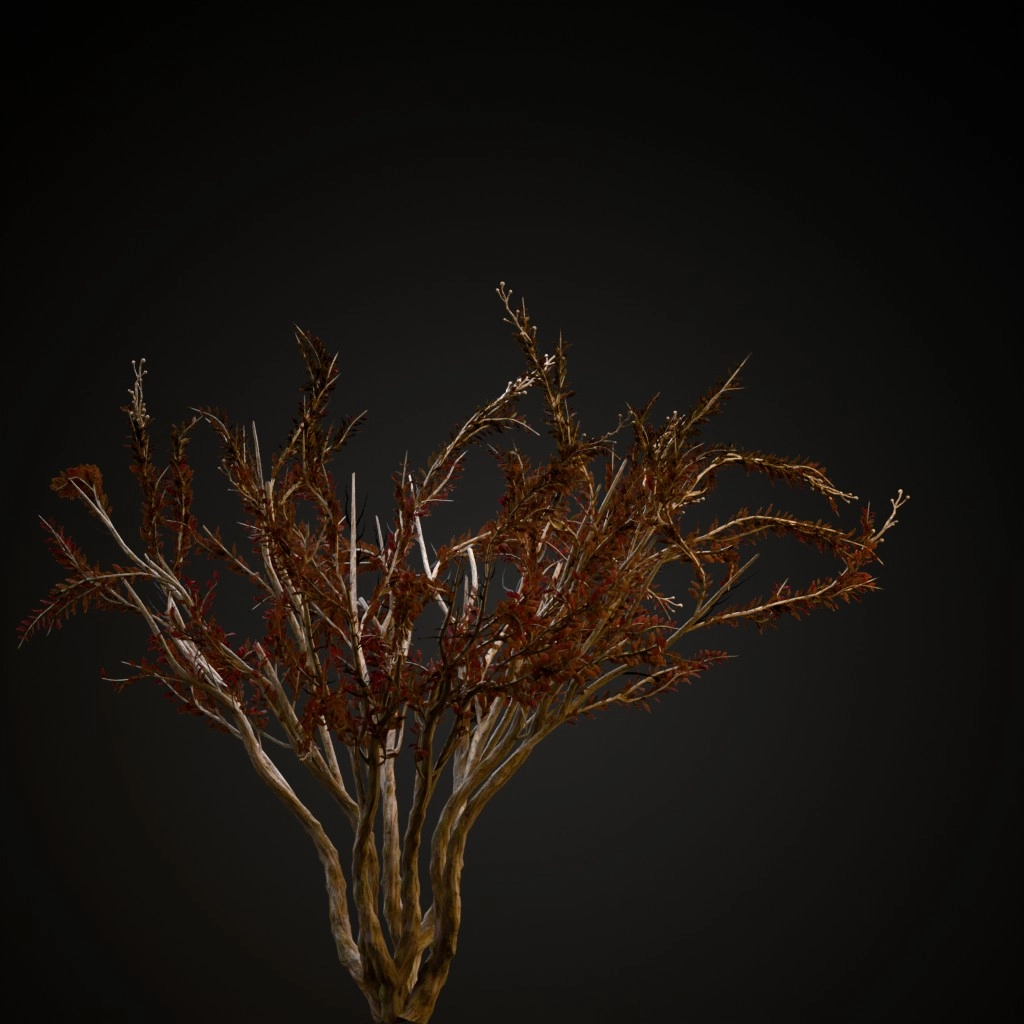 Crape Myrtle