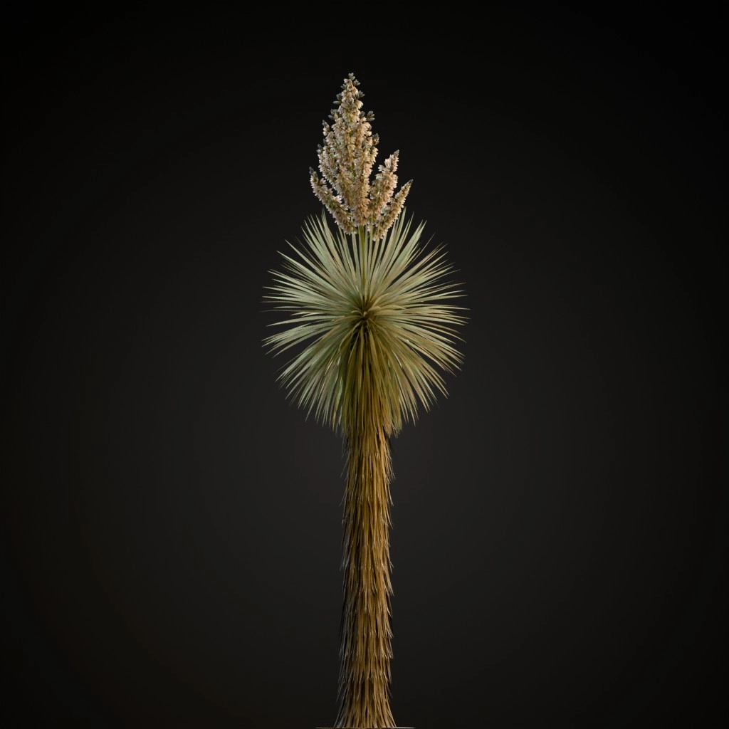 Beaked Yucca