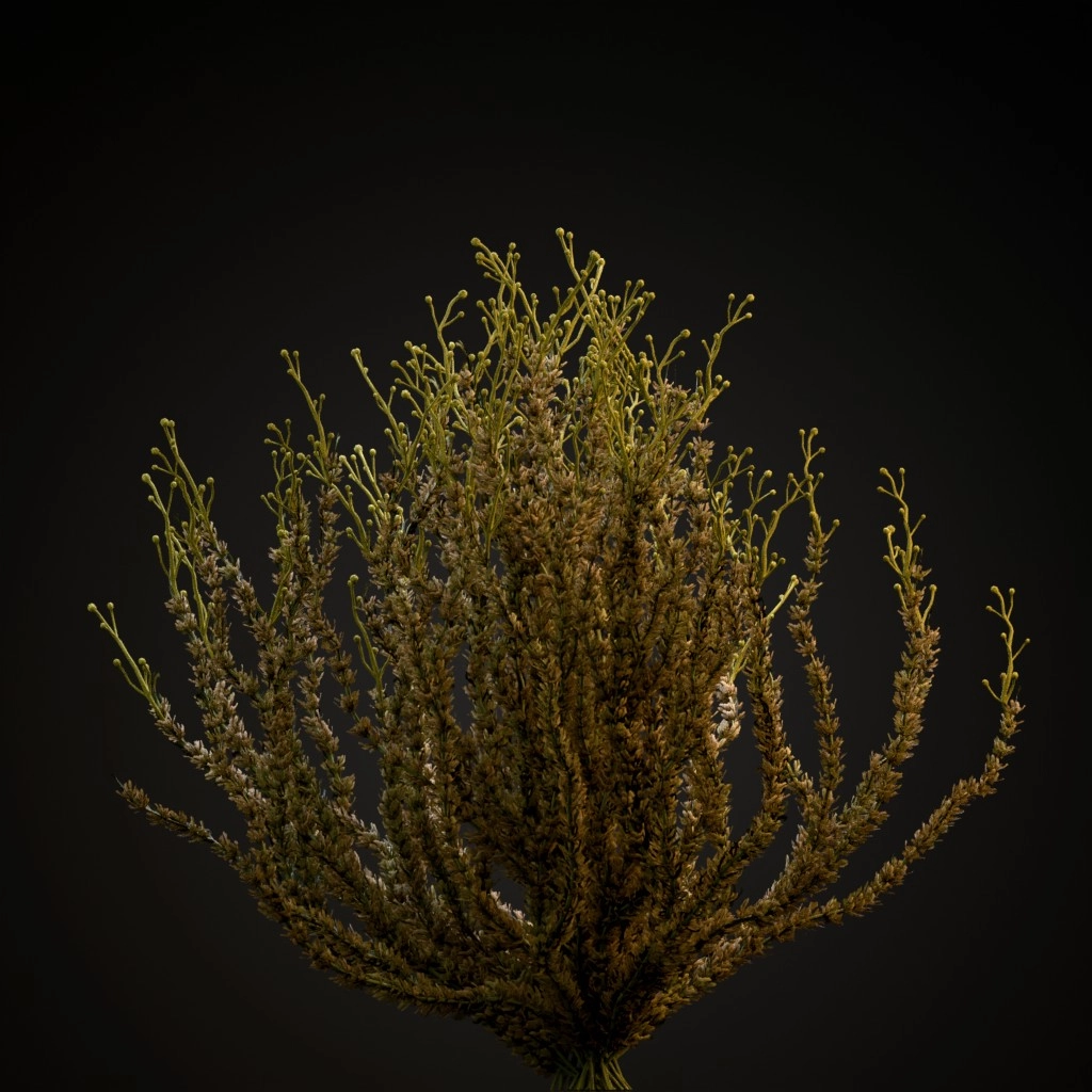 Sagebrush