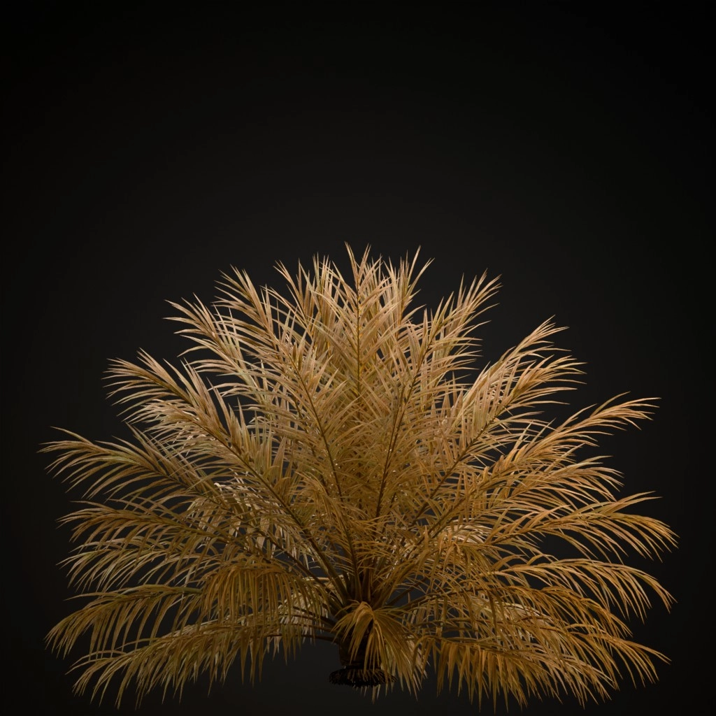 Date Palm V2