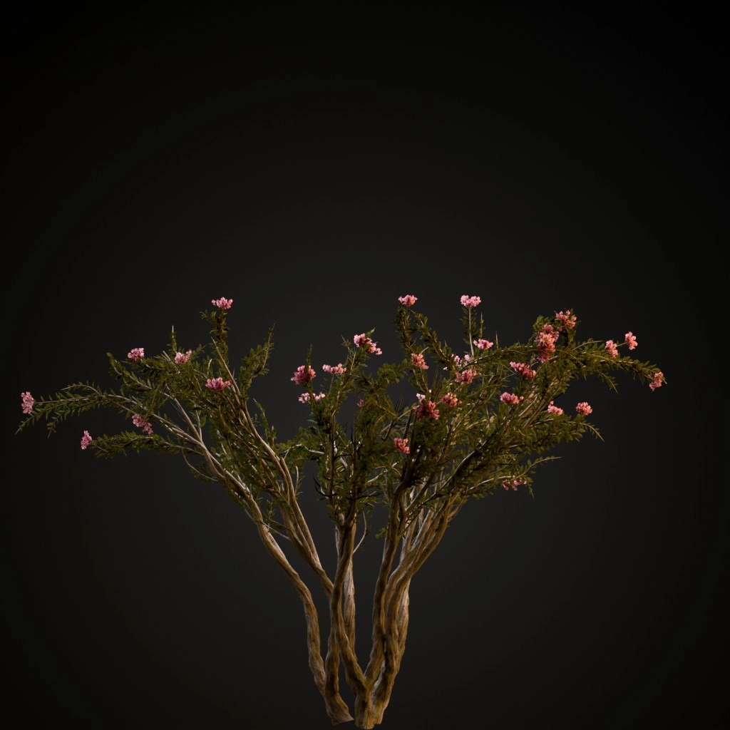 Crape Myrtle