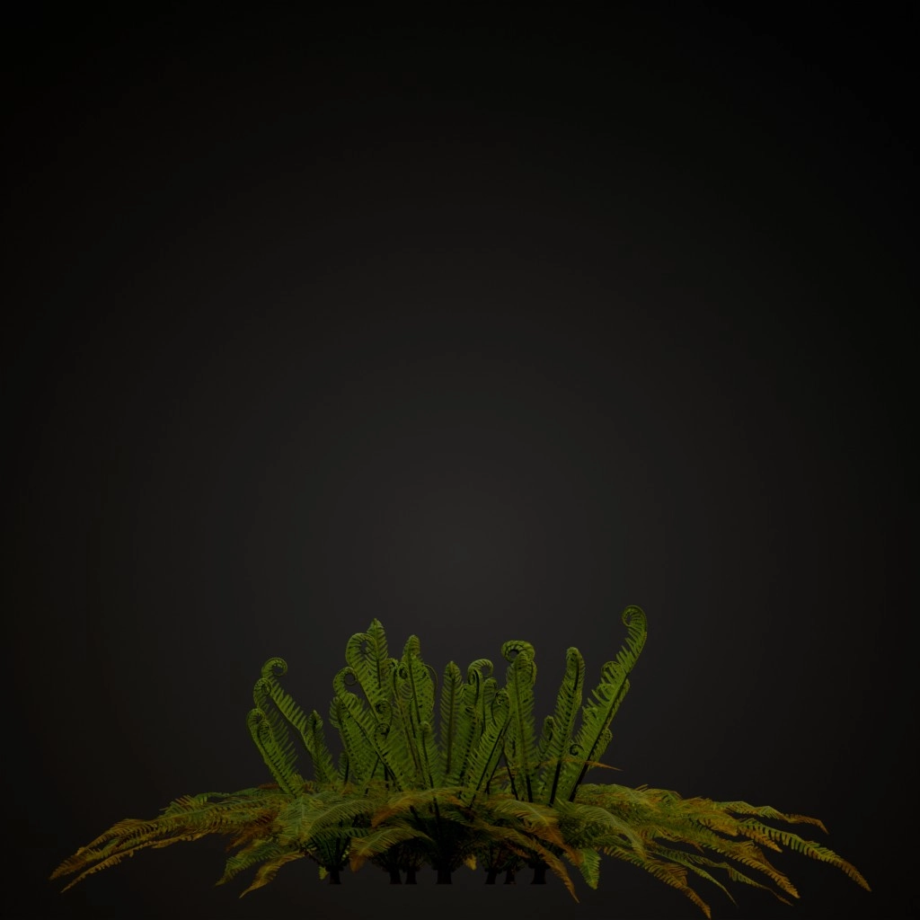 Hard Fern
