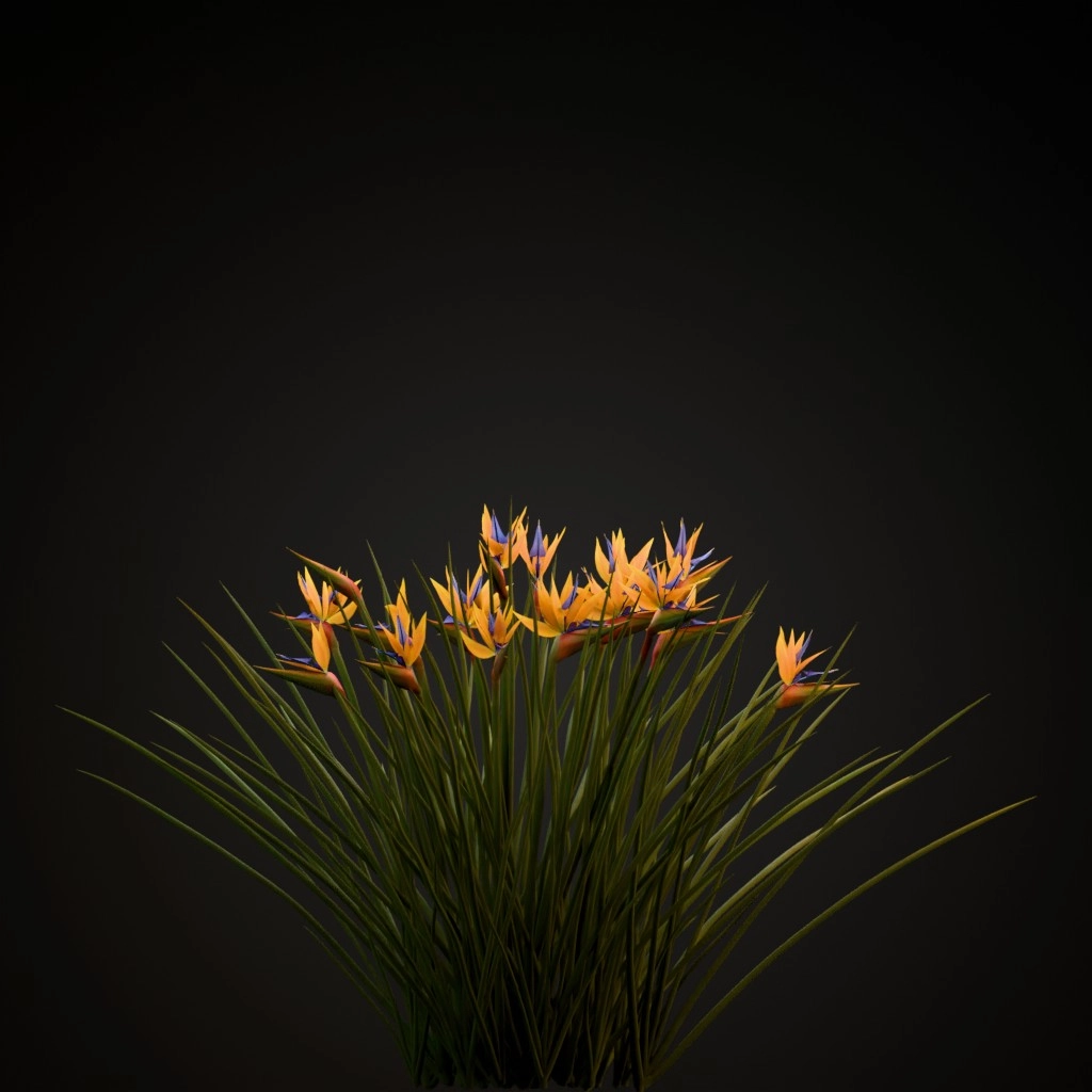 Narrow Leaved Bird of Paradise