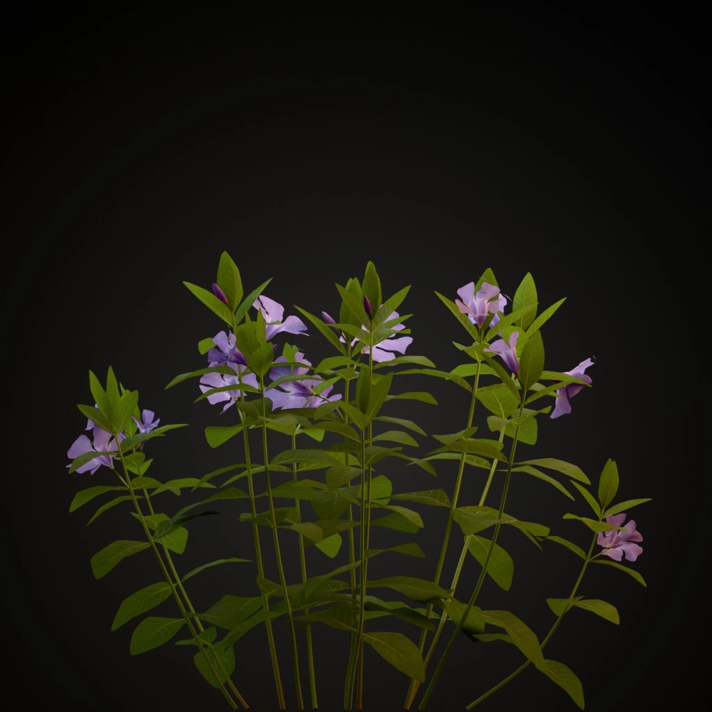 Lesser Periwinkle