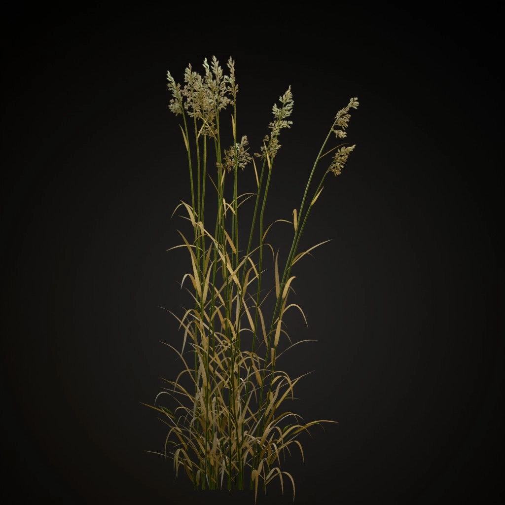 Reed Canary Grass