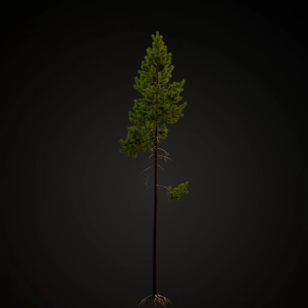 Rocky Mountain Lodgepole V2