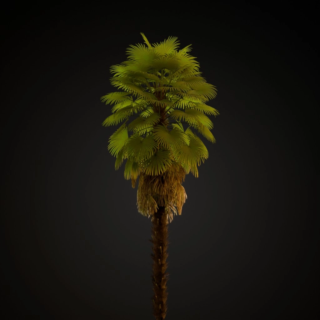 Windmill Palm