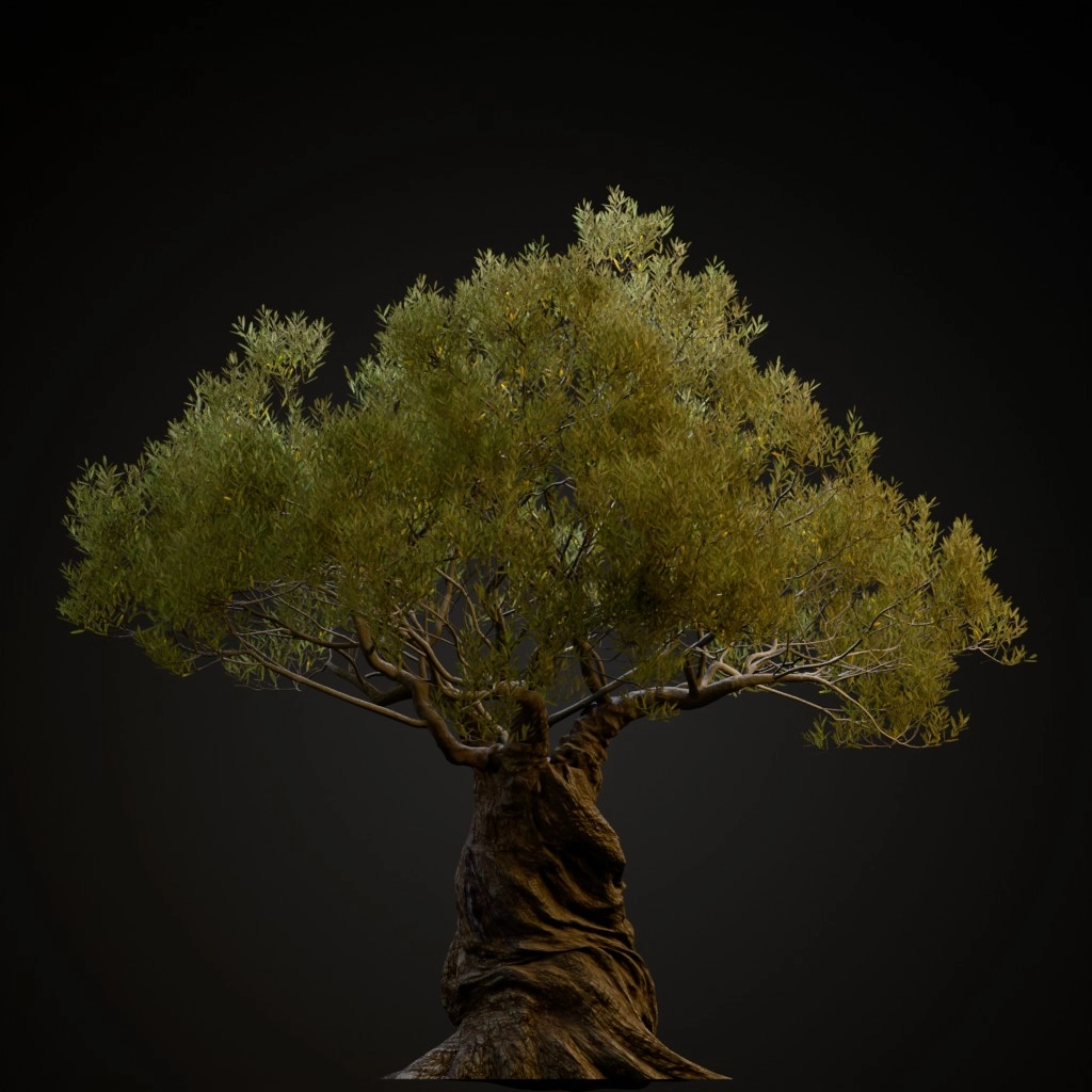 Ornamental Olive Tree