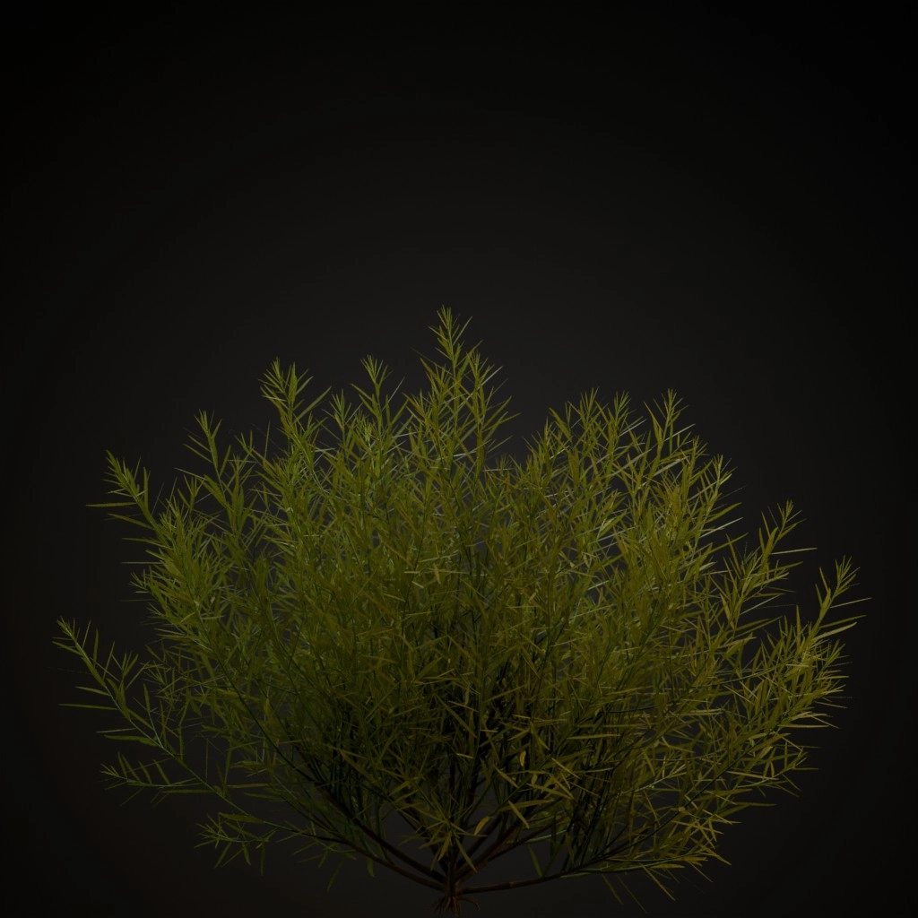 Rosemary Willow