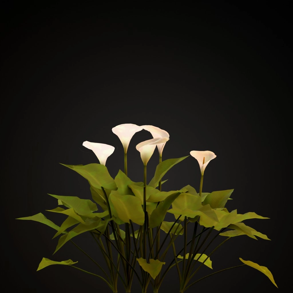 Calla Lily