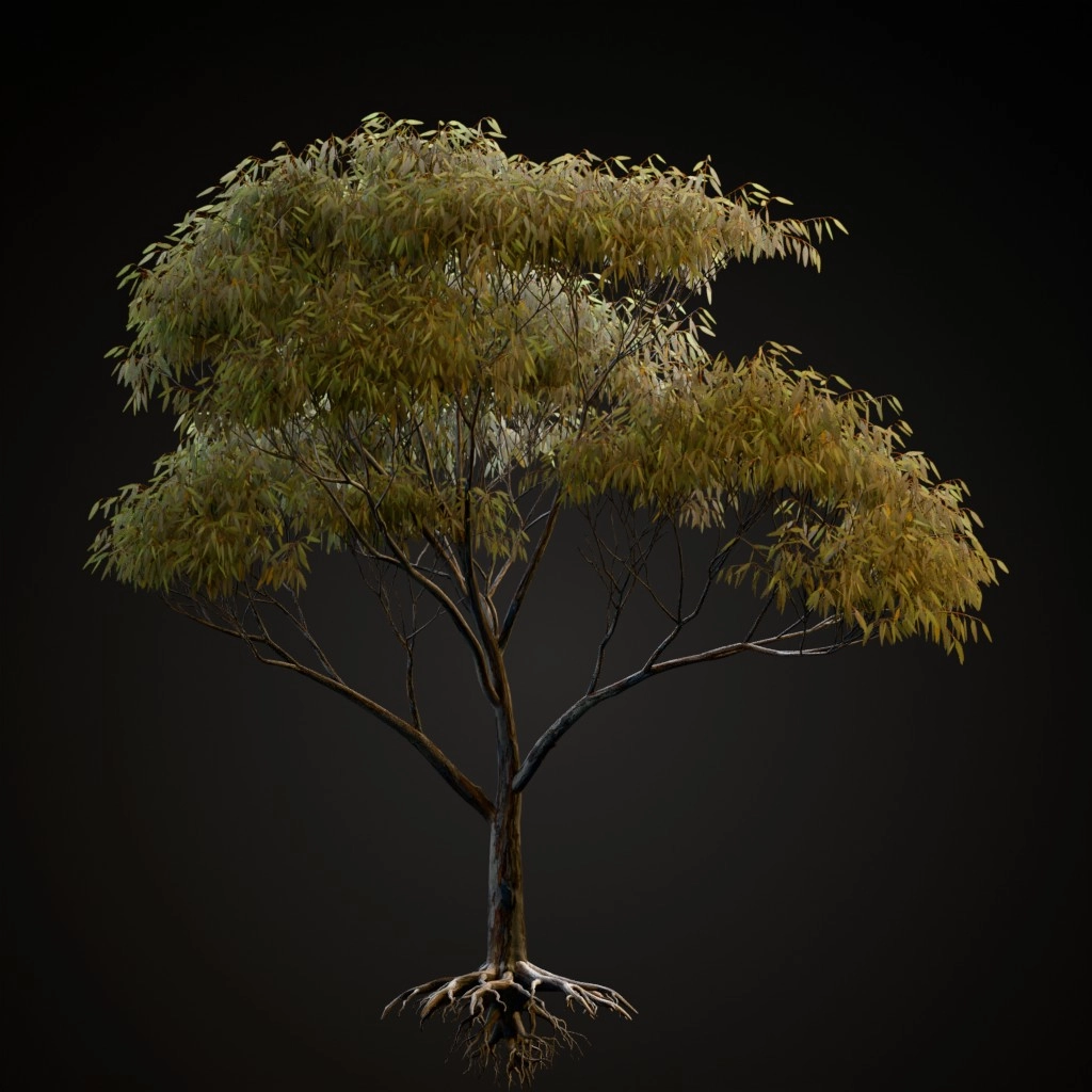 Snow Gum