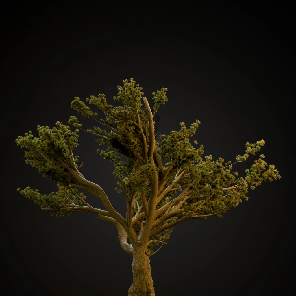 Cedar Of Lebanon