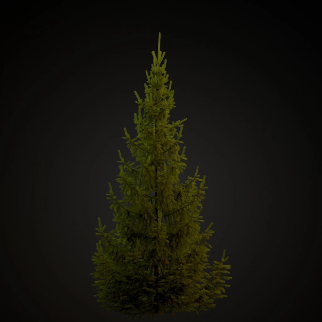 Norway Spruce