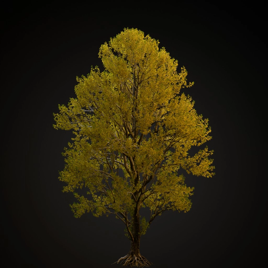 Black Poplar