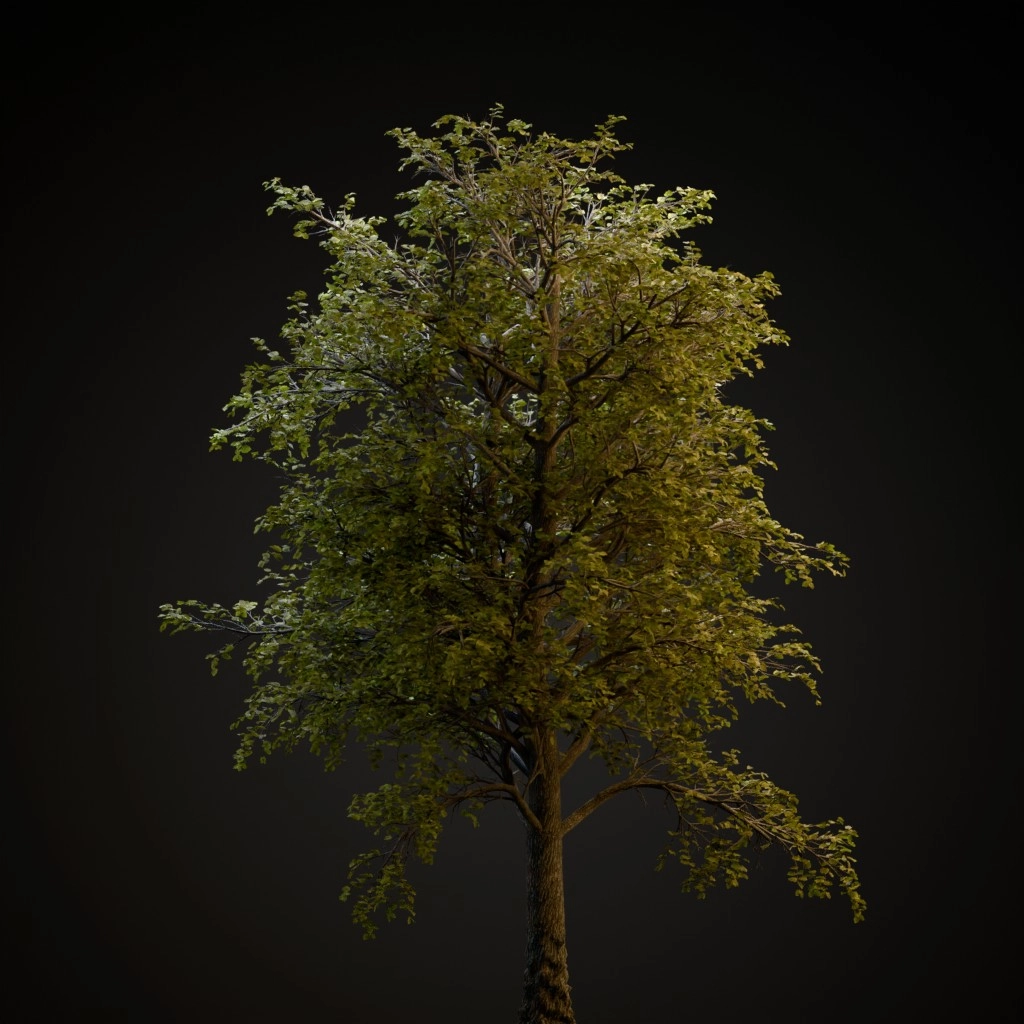 European Linden