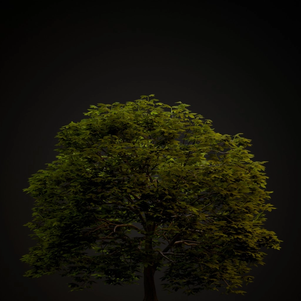 Red Buckeye