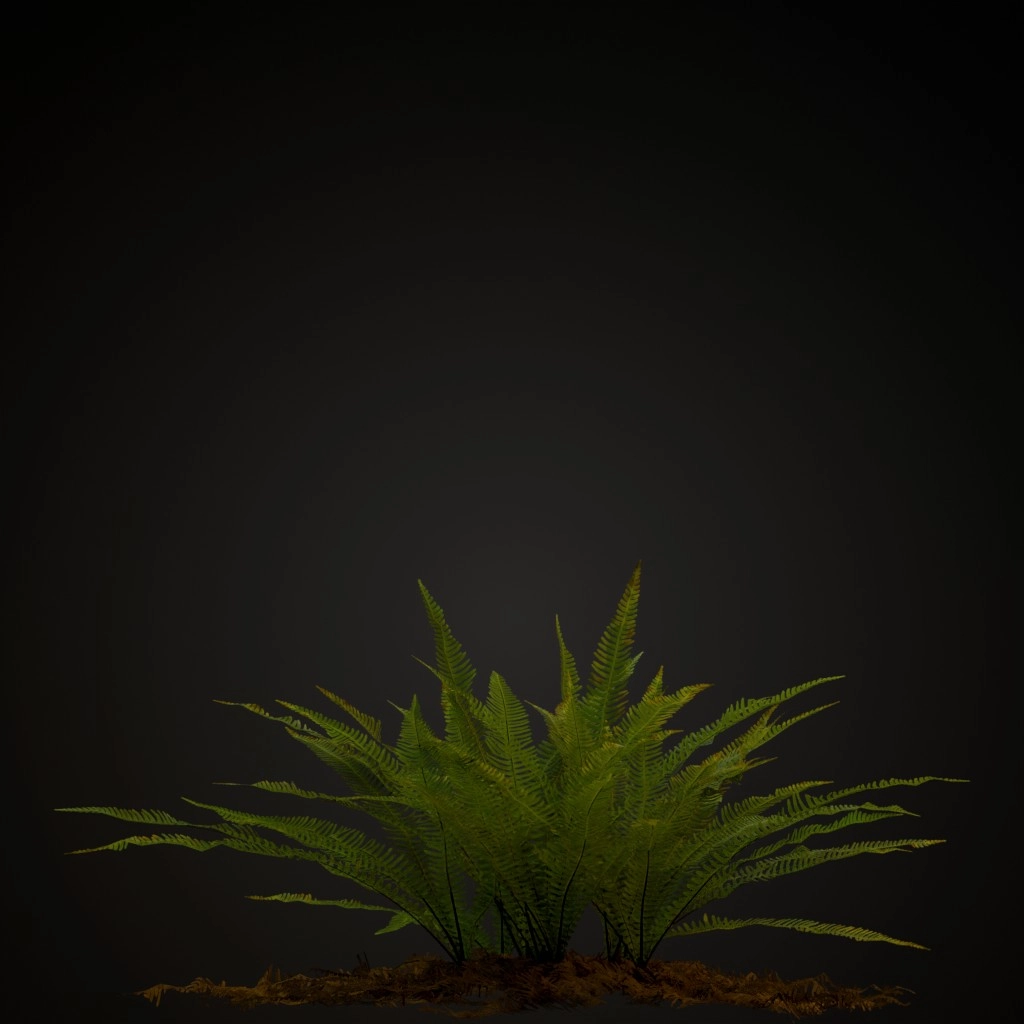 Hard Fern