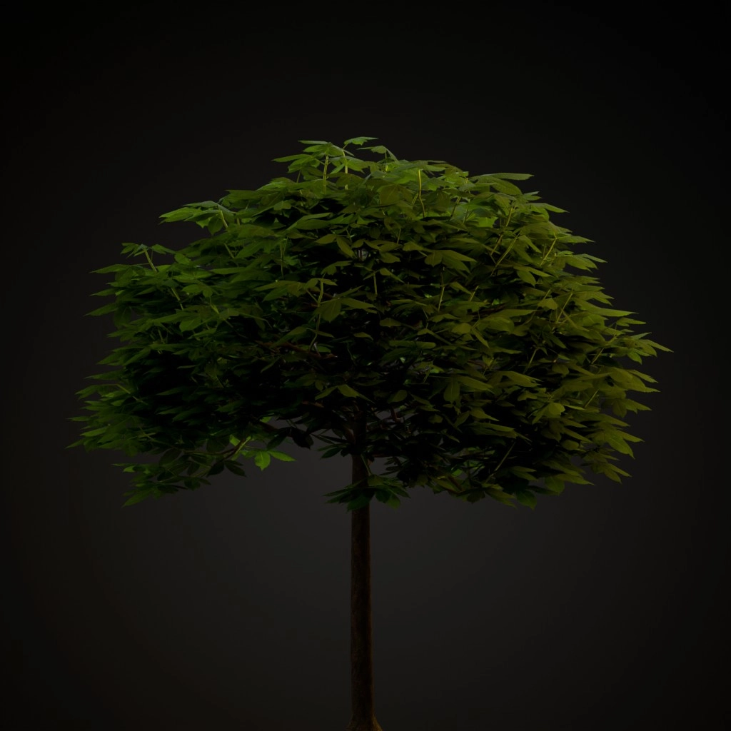 Red Horse Chestnut