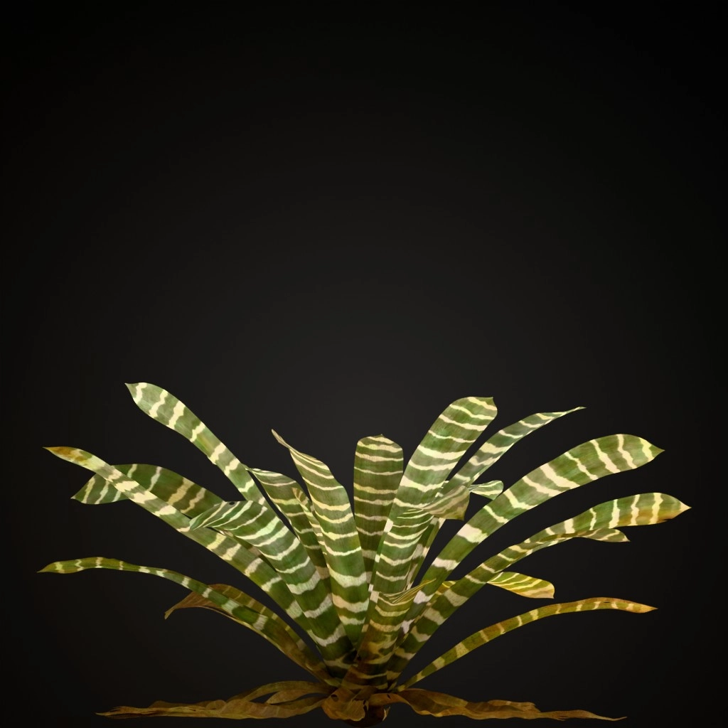 Flaming Sword Bromeliad