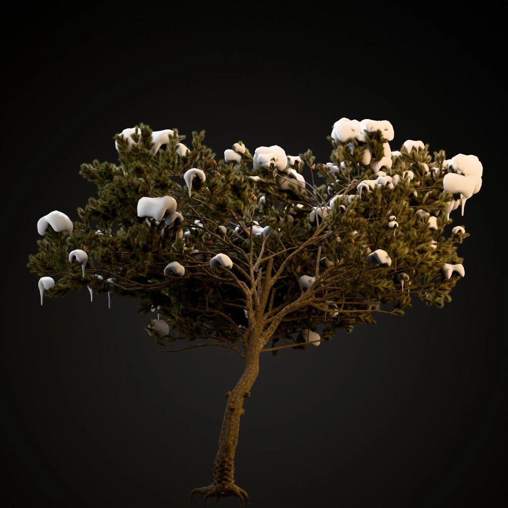 Italian Stone Pine