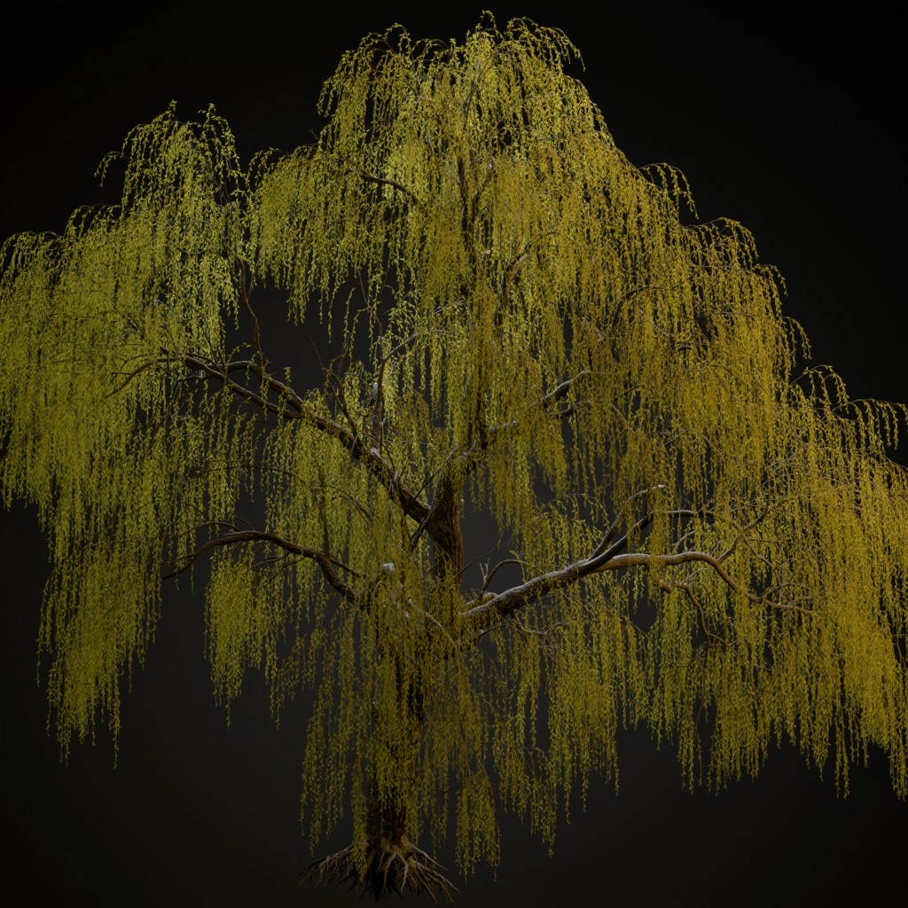 Weeping Willow
