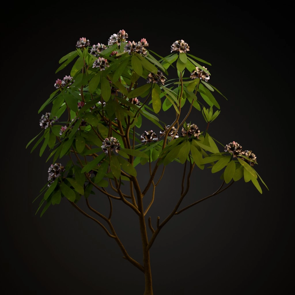 Great Laurel