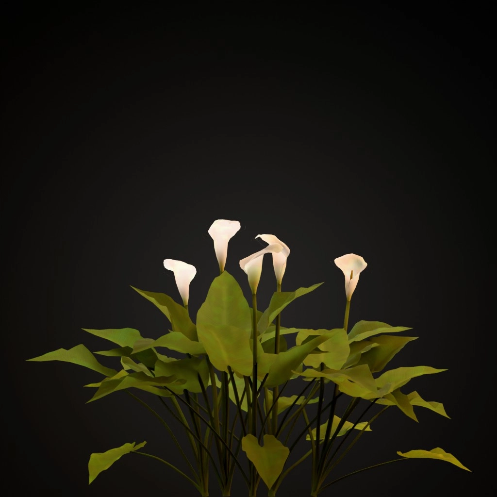 Calla Lily