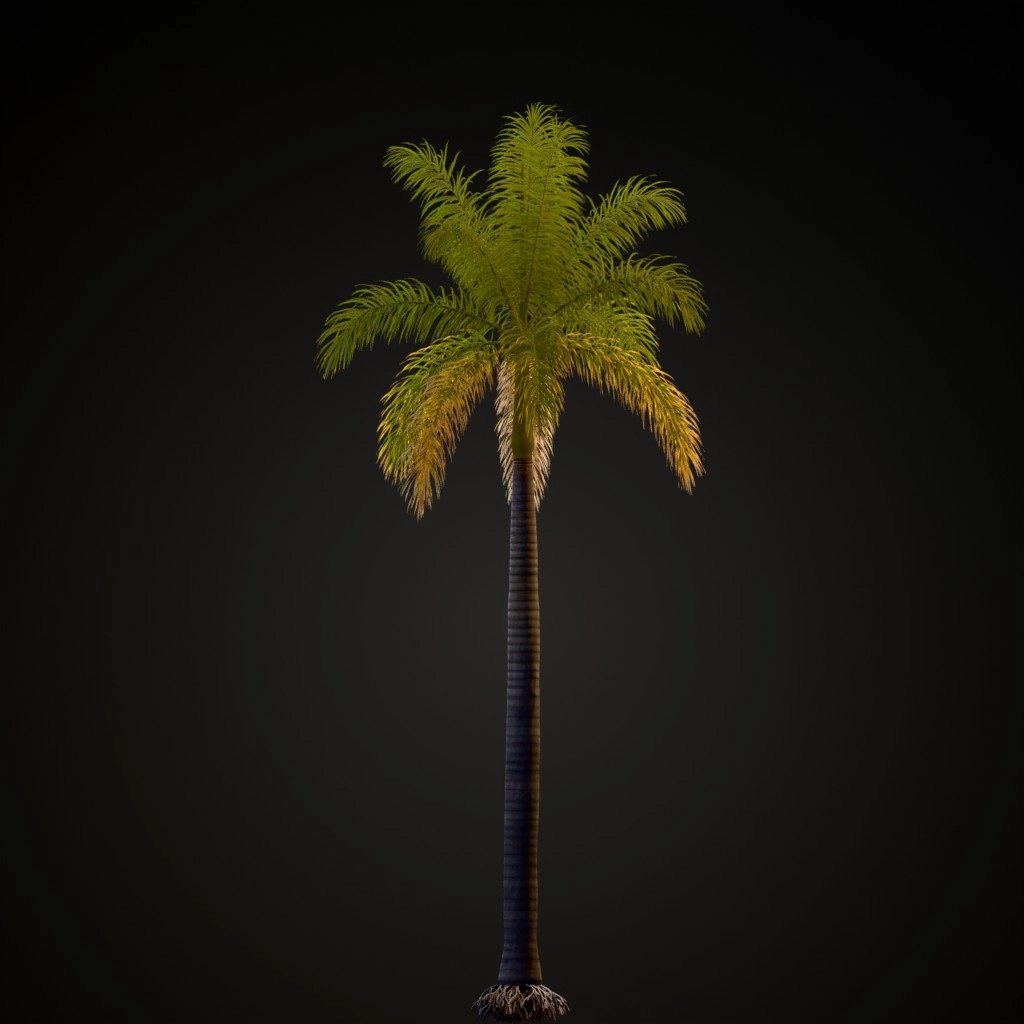 Royal Palm