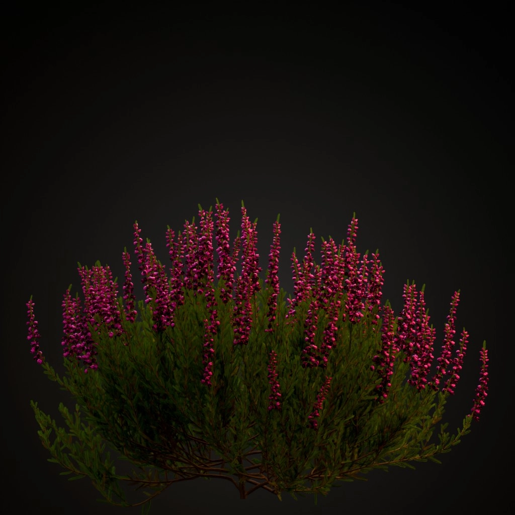 Heather