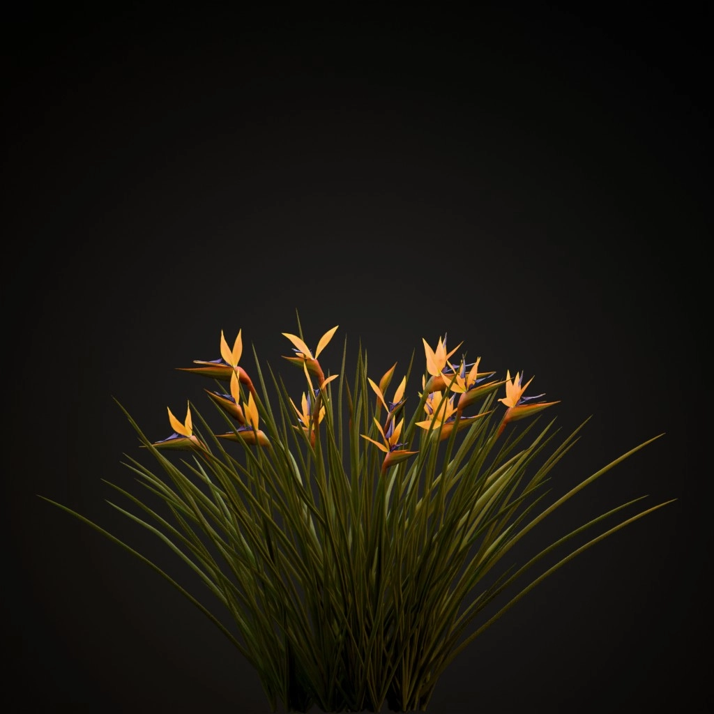 Narrow Leaved Bird of Paradise