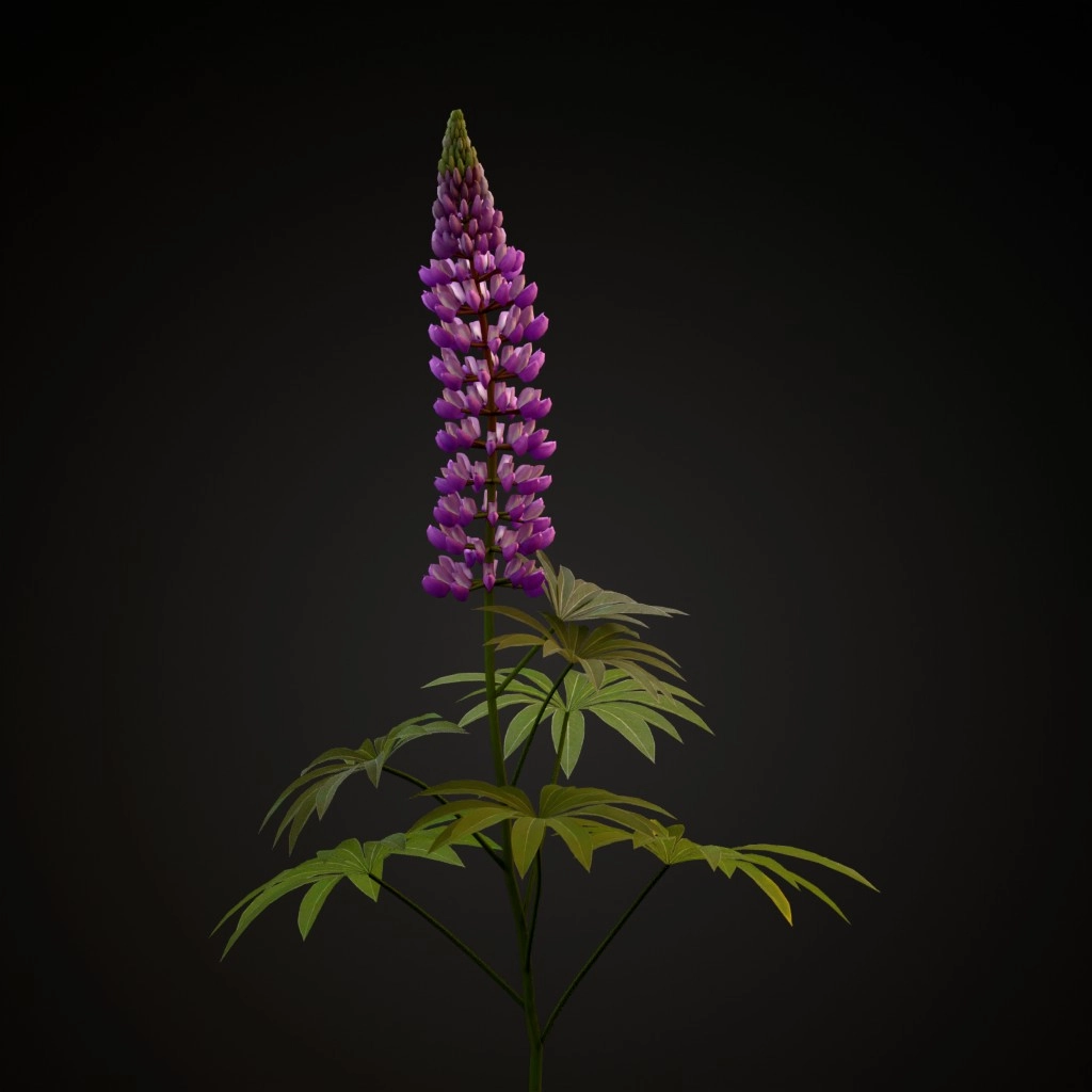 Bigleaf Lupine