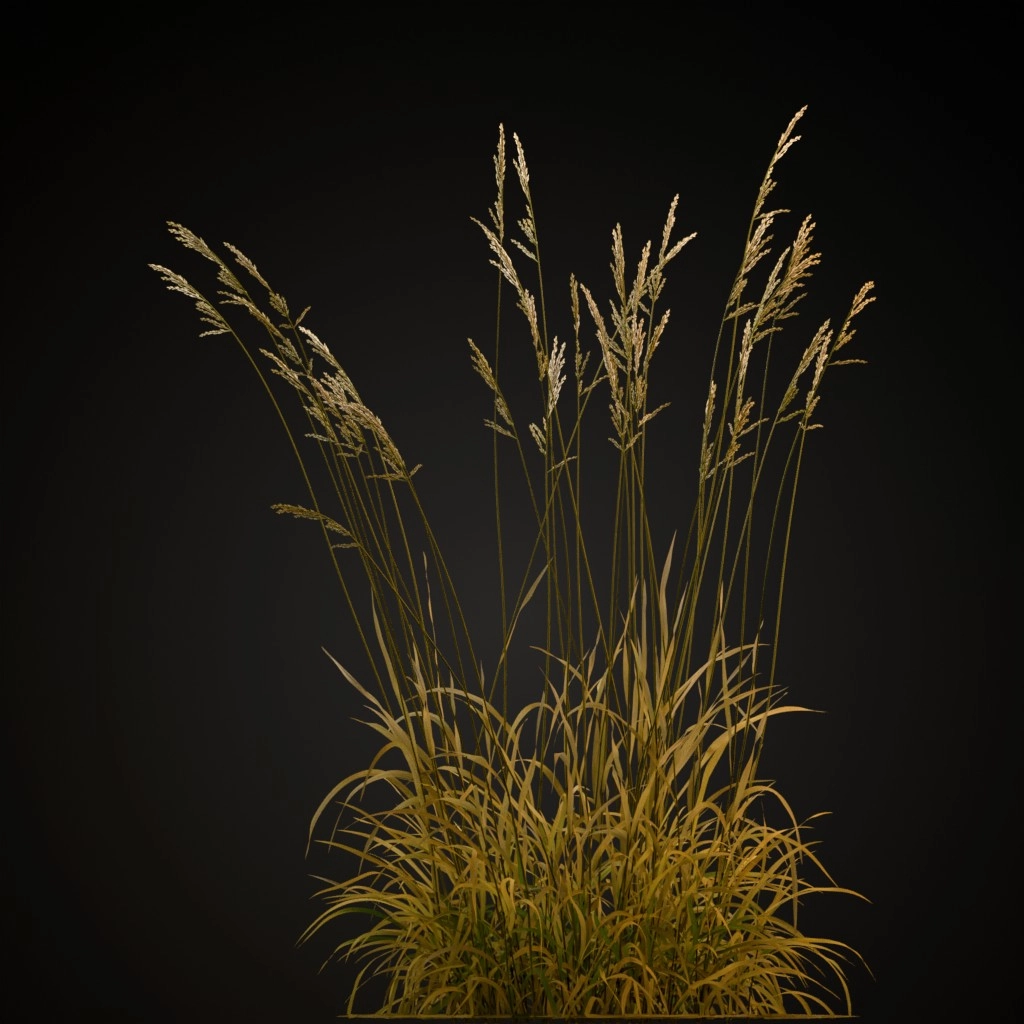 Tall Fescue