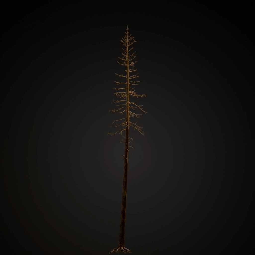 Dead Ponderosa