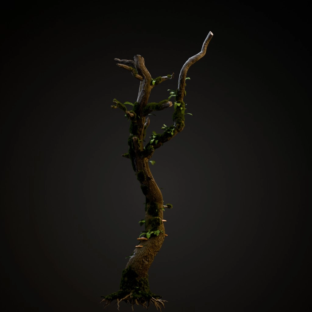 English Oak Dead